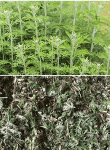Artemisia afra (100g)