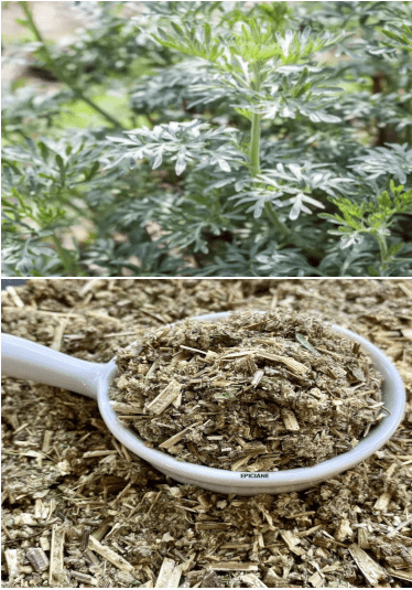 Artemisia vulgaris (100g)