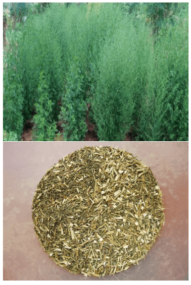 Artemisia annua (100g)